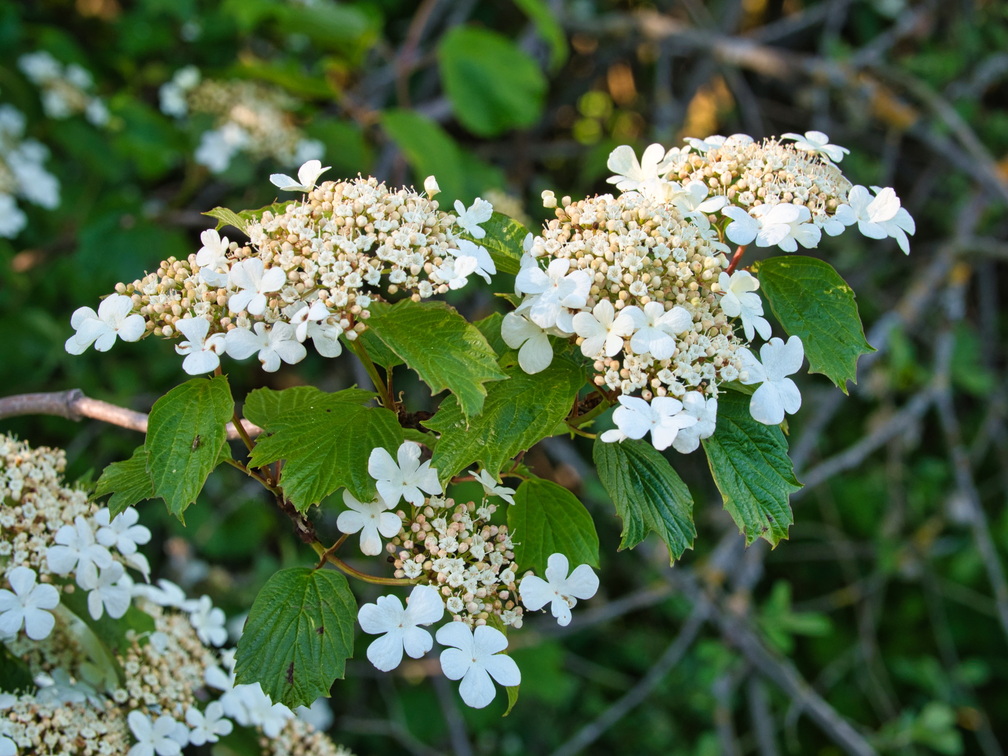 P5280128