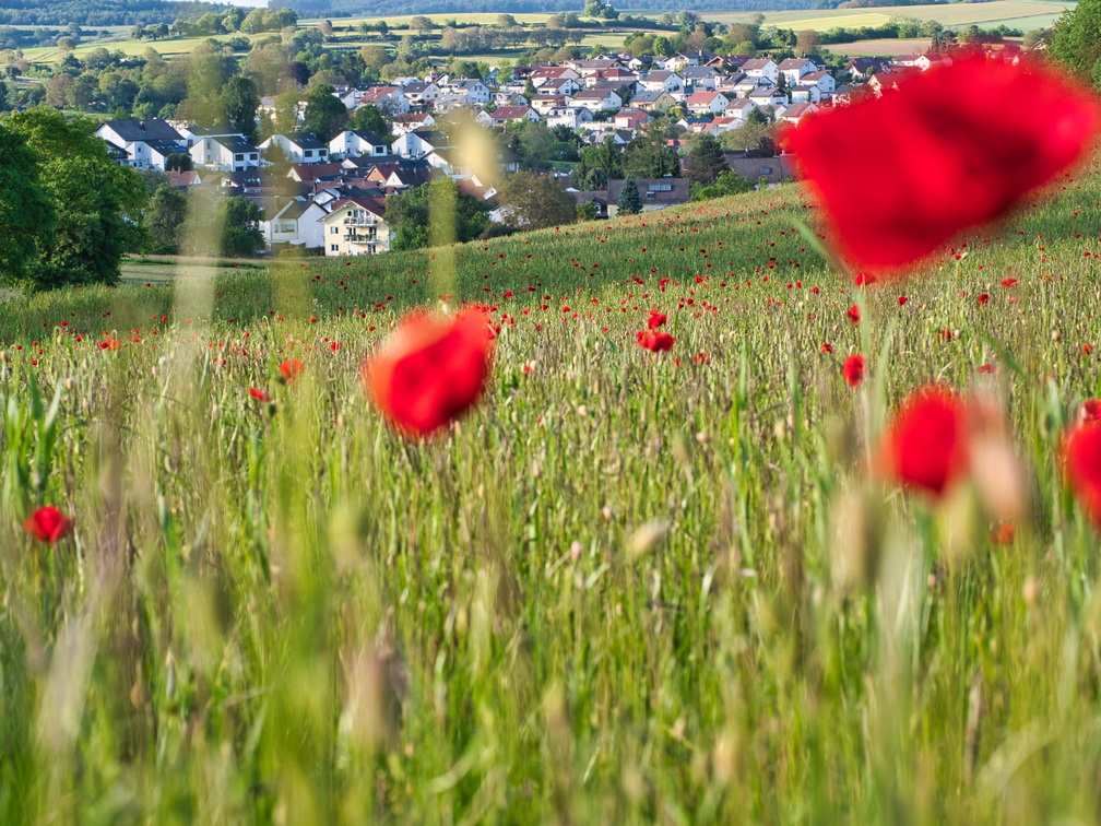 P5280156