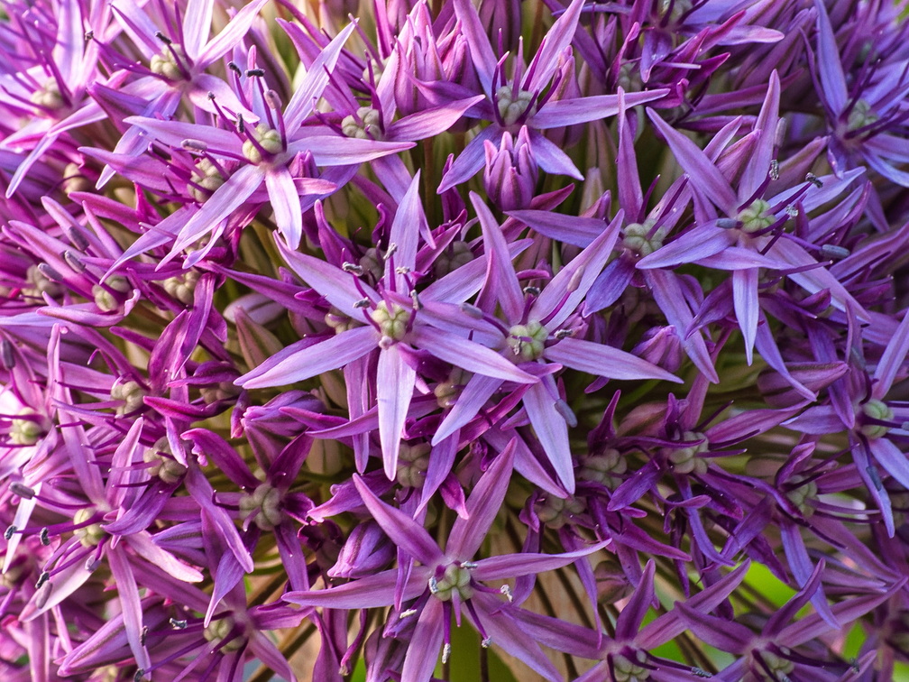P5280167