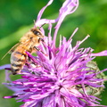 P7180061