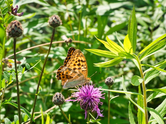 P7180093