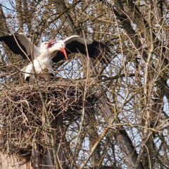 20220301193348-e2bfa50e