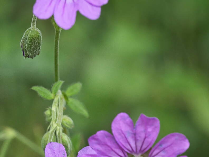 P6035216