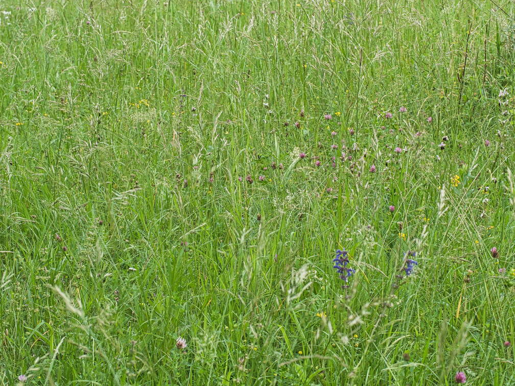 P6035218