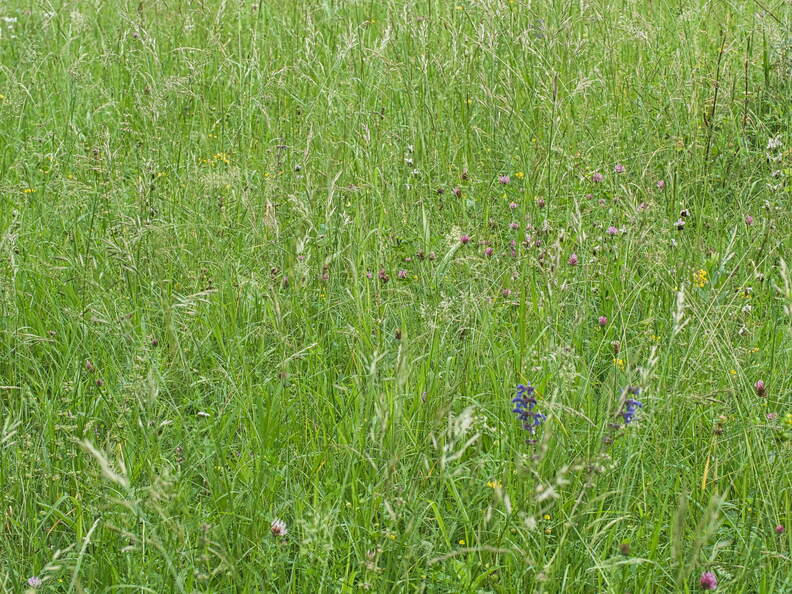 P6035218