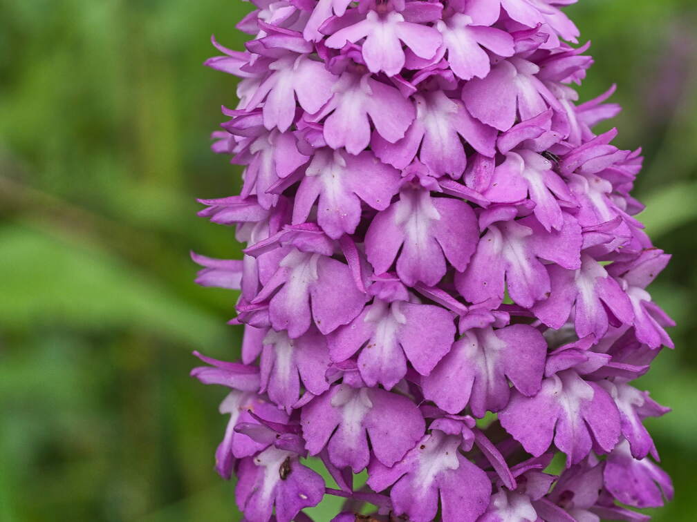 P6035219