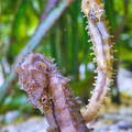 P4214686