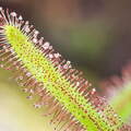 P4214688
