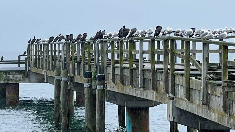 IMG_1552.jpeg