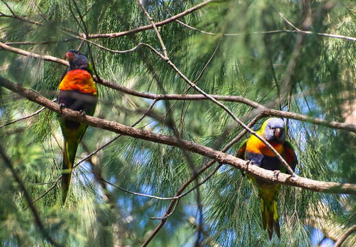 Australien 20131212 0016