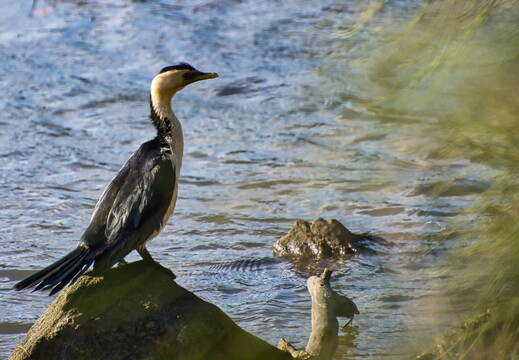 Australien 20131212 0017