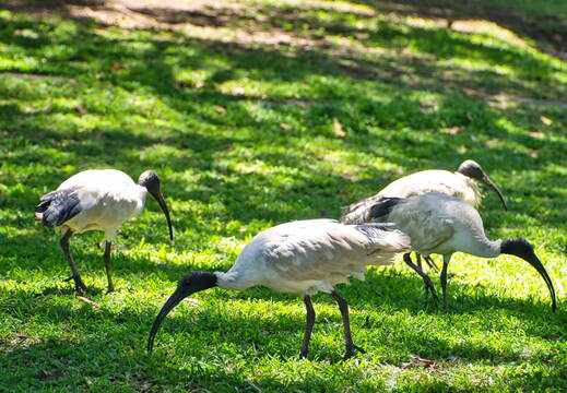 Australien 20131213 0037
