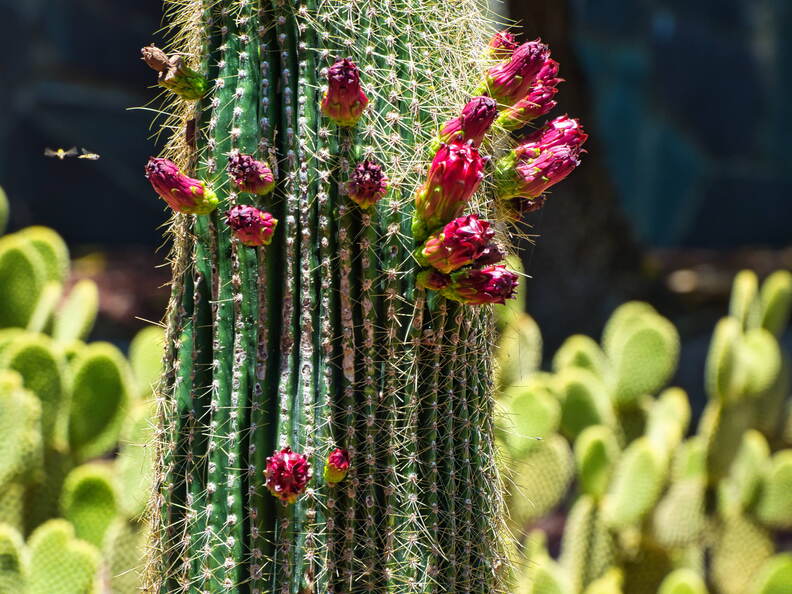 Australien 20131213 0045