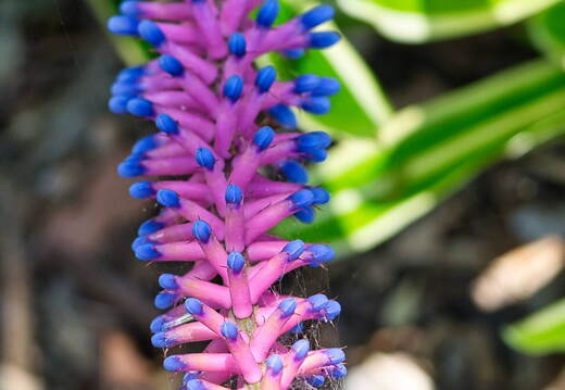 Australien 20131213 0049