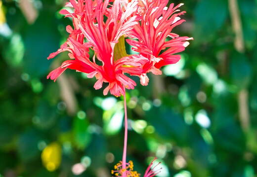 Australien 20131213 0051