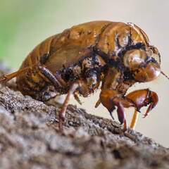 Australien 20131214 0069