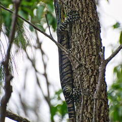 Australien 20131214 0071