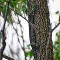 Australien 20131214 0071