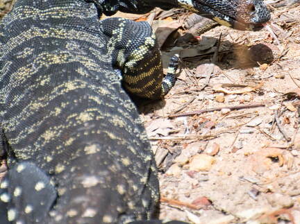 Australien 20131214 0077