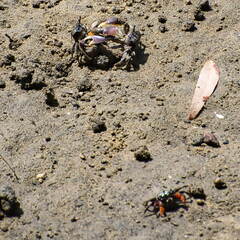 Australien 20131214 0081