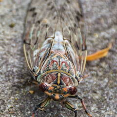 Australien 20131214 0083