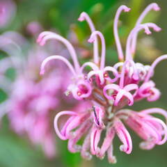 Australien 20131214 0085