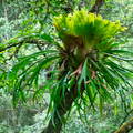 Australien 20131216 0097