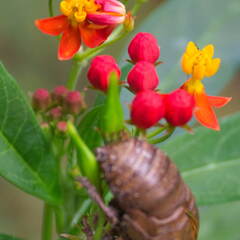 Australien 20131216 0098