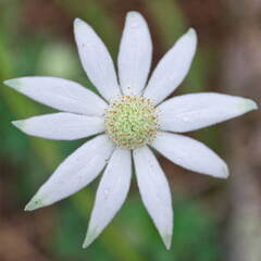 Australien 20131216 0104