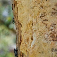 Australien 20131216 0109