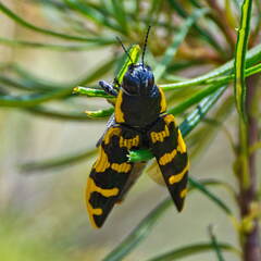 Australien 20131216 0111