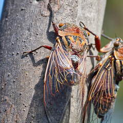 Australien 20131216 0121