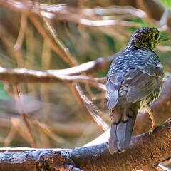 Australien 20131218 0142