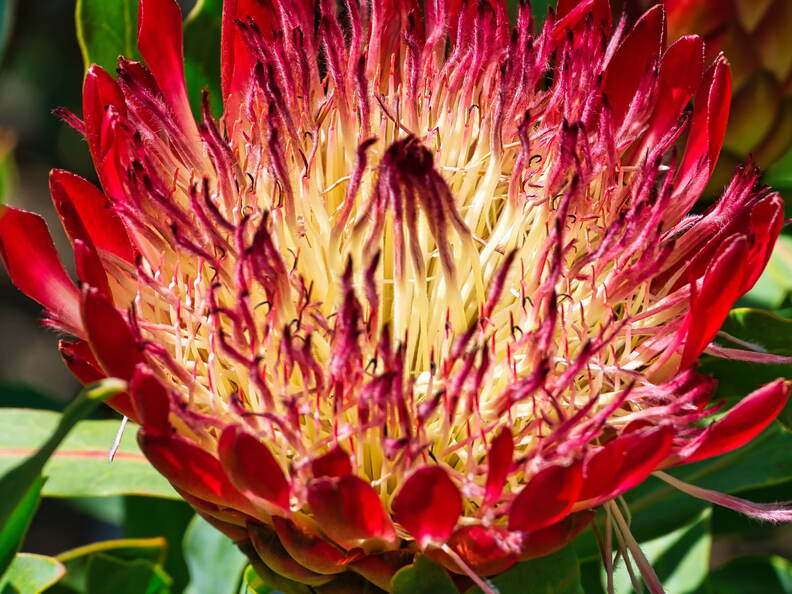 Australien 20131218 0146