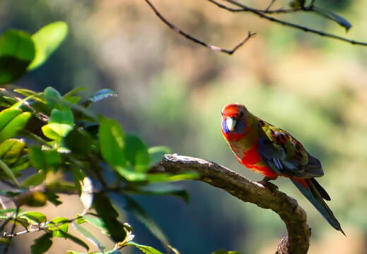 Australien 20131219 0156