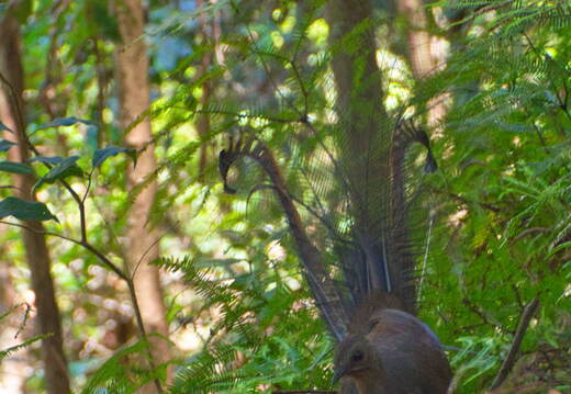 Australien 20131219 0161