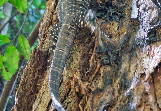 Australien 20131219 0162