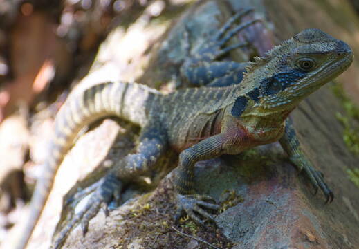 Australien 20131220 0202