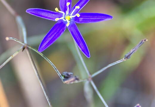 Australien 20131220 0219