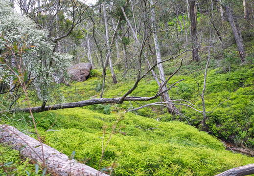 Australien 20131220 0231