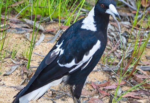Australien 20131220 0232