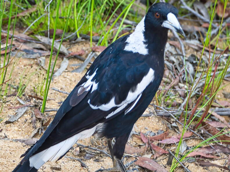 Australien 20131220 0232