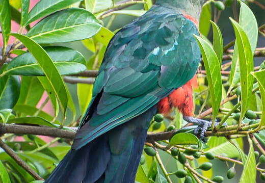Australien 20131220 0234