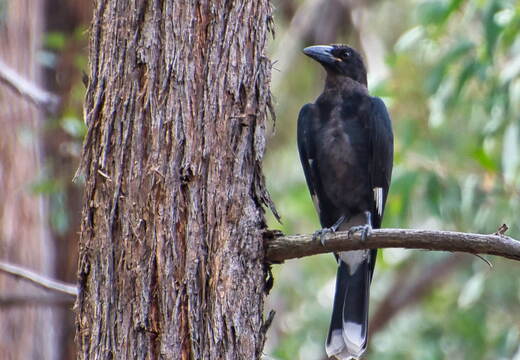 Australien 20131222 0285