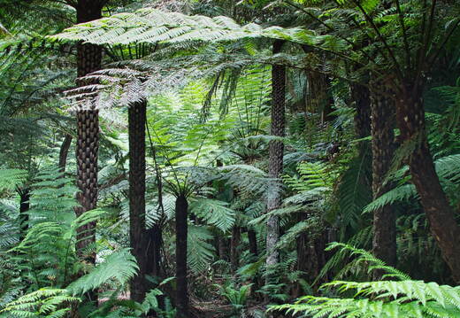Australien 20131222 0290
