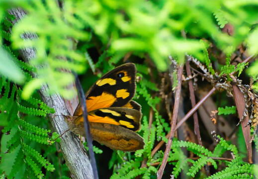 Australien 20131222 0299