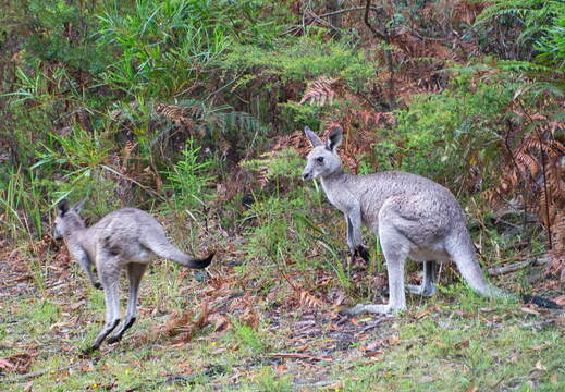 Australien 20131225 0362