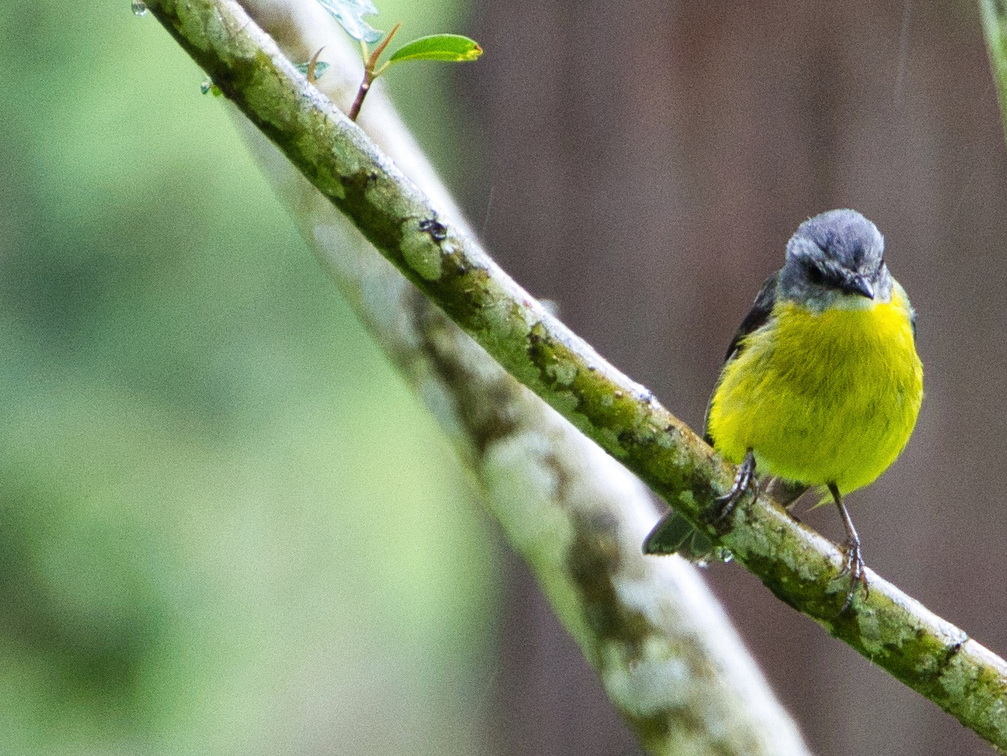 Australien 20131225 0367 upscale