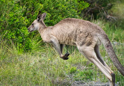 Australien 20131226 0385