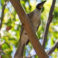Australien 20131226 0389